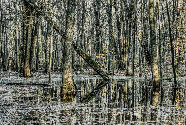  Backus Woods, Fall #2473 