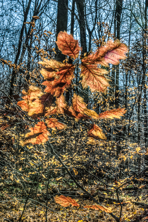  Backus Woods, Fall #2365 