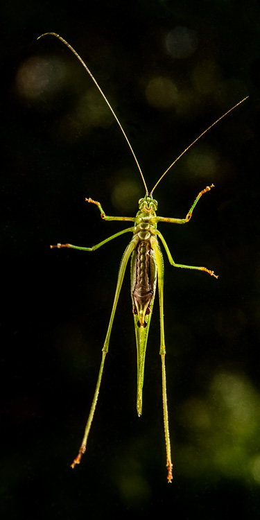  Katydid 