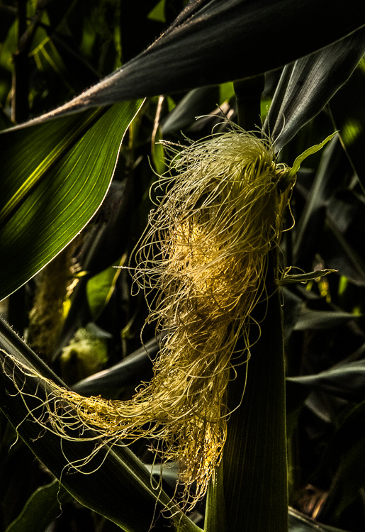  Corn silk 