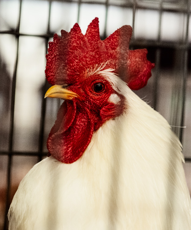  Caged Rooster 