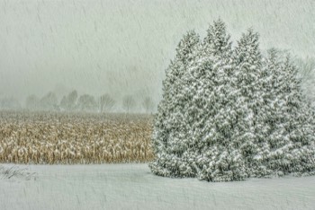  Cornfield in Snow 