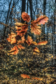 Backus Woods, Fall #2365 