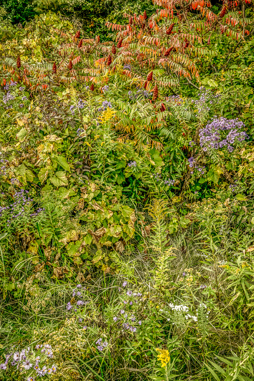  Roadside vegetation 