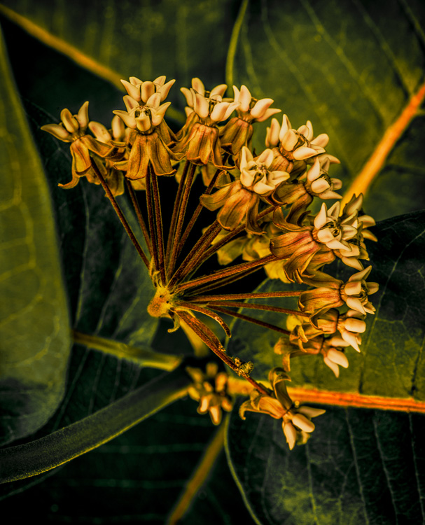  Milkweed - Blooms 