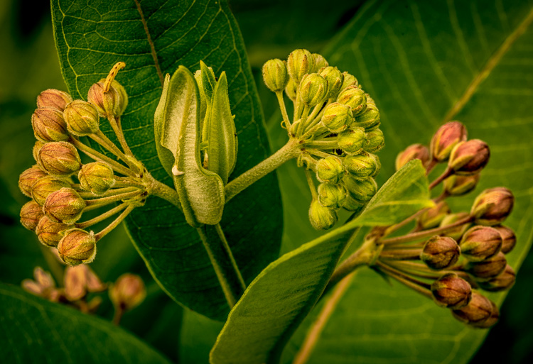  Milkweed – Effervescent 