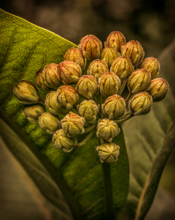  Milkweed - Buds 
