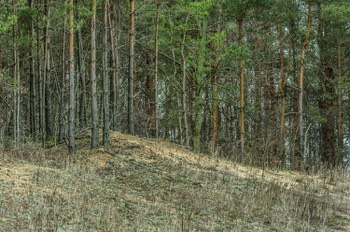  Backus Woods, Spring #5885 