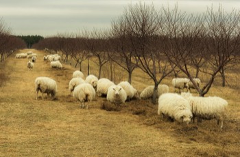  Flock of Sheep in Cherry Orchard 